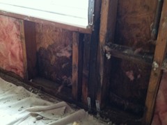 EXTREME Mold Growth